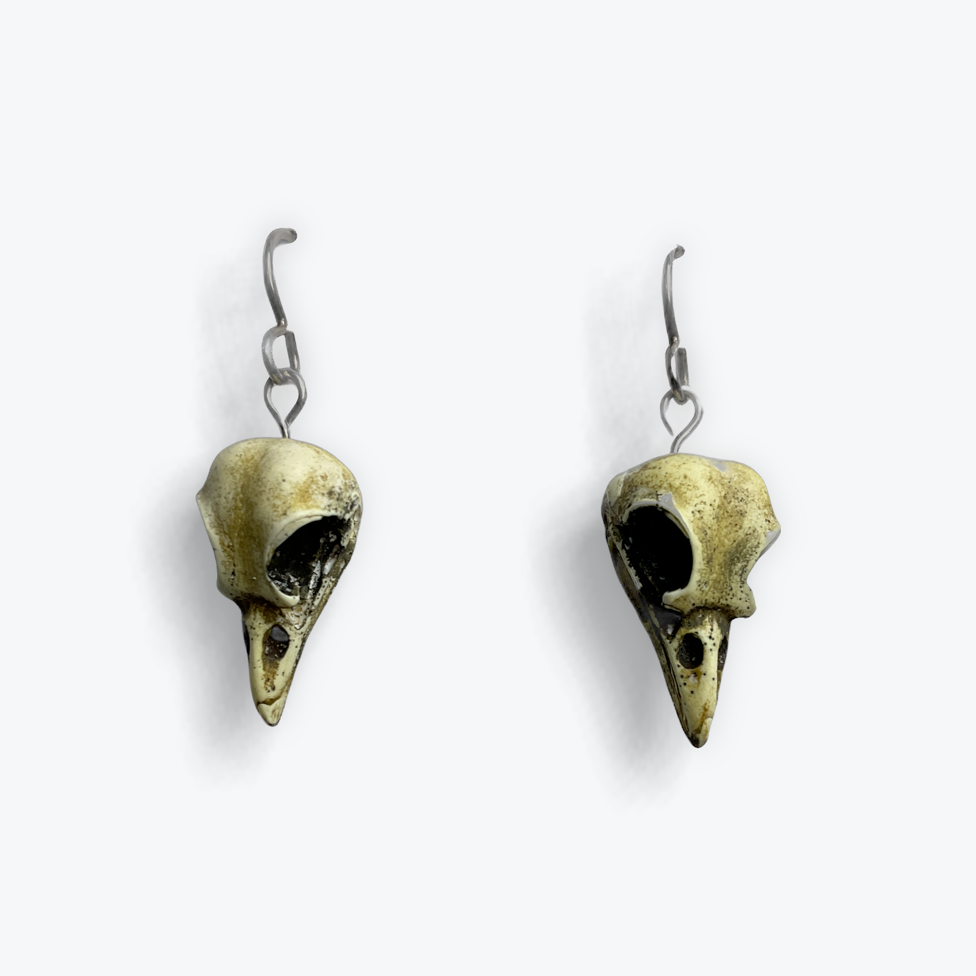 Bird Skulls